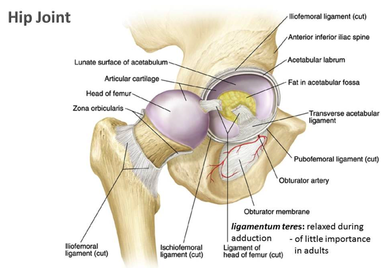 Hip Joint Diagram